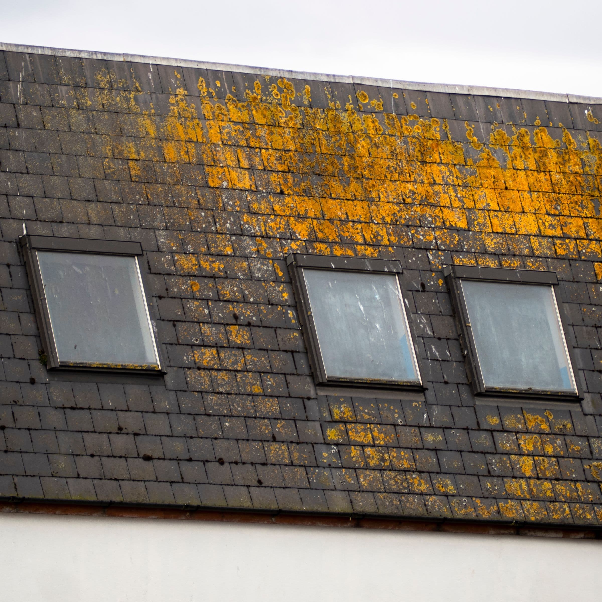 Dark shingle roof streaked with lichen and moss, the growth roof cleaning removes